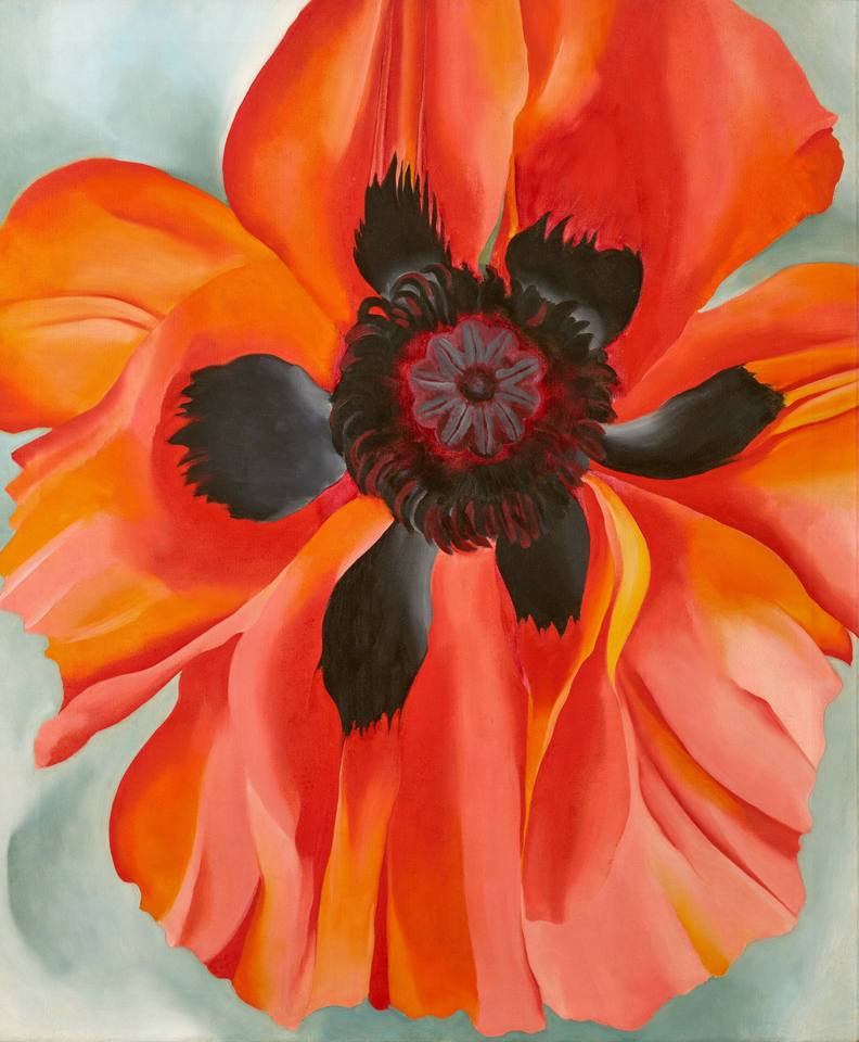 Red Poppy