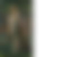 Nemea (preview)