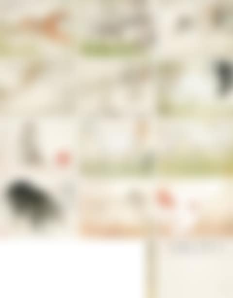 Animal Album (preview)