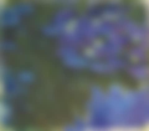 Nymphéas en fleur (preview)