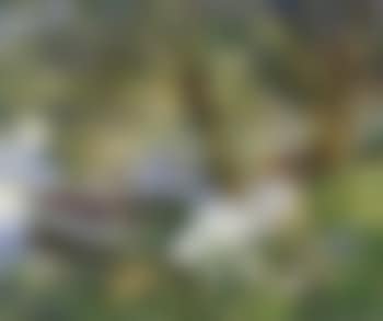 Under the willows (preview)