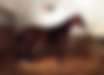 Portrait of a race horse in stable (preview)
