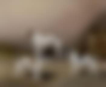 Three terriers in a barn (preview)