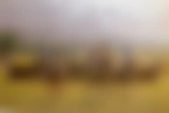 Scarteen point-to-point, Kilfeacle (preview)