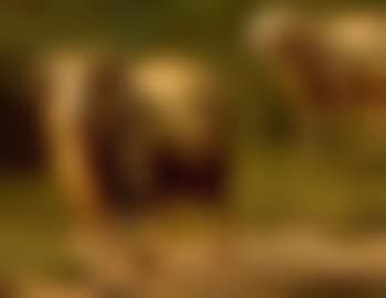 Leading the flock over the heath (preview)