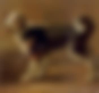 Een Kooikerhond - Decoy dog (preview)