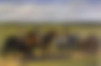 Summer exercise, Killeens, 2nd lot (preview)