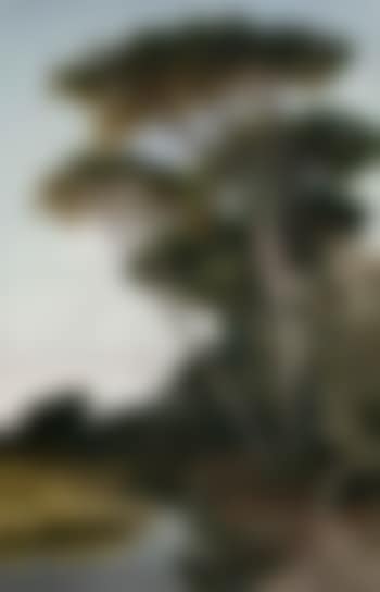 Pine grove (preview)