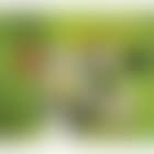 Goddess of the green (preview)