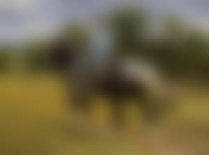 The Coloured Cob (preview)
