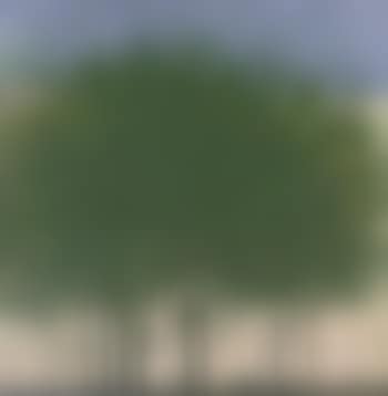 A Cluster of Trees (preview)