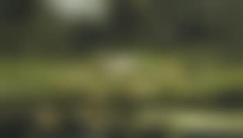Ducklings on a sunlit riverbank (preview)