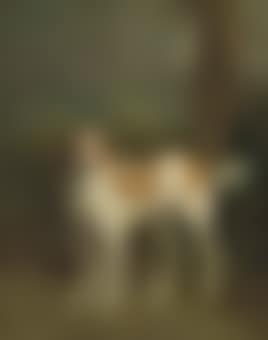 Dash, a setter in a wooded landscape (preview)