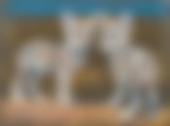 Jungwölfe (preview)