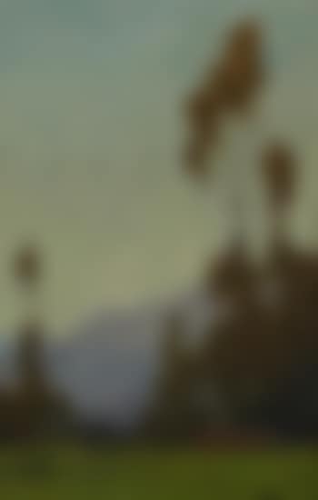 Eucalyptus with mountains beyond (preview)