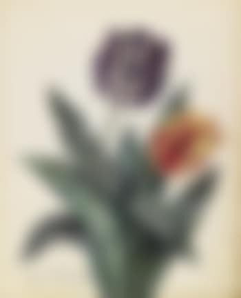 Tulip. Unidentified blue flowers (preview)