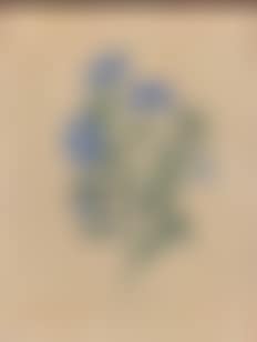 Liserons bleus (preview)