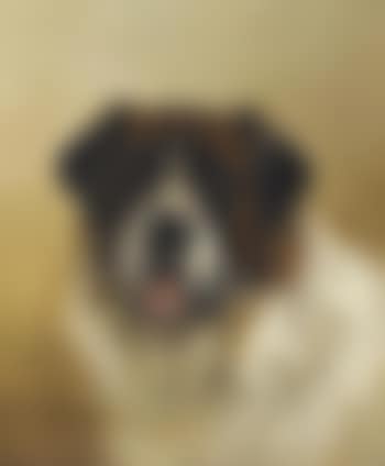Portrait of Cefn, a Saint Bernard (preview)