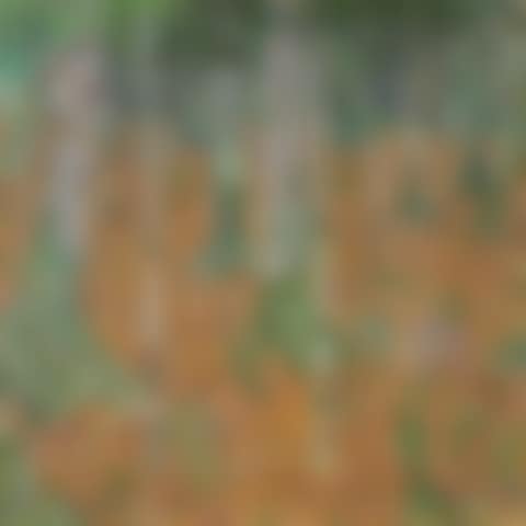 Birch Forest (preview)