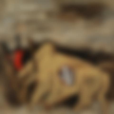 Bulls (preview)