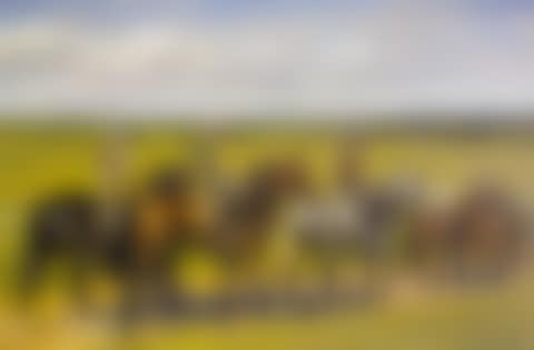 Summer exercise, killeens (preview)