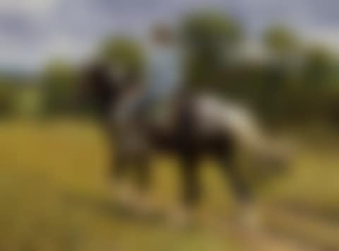 The Coloured Cob (preview)